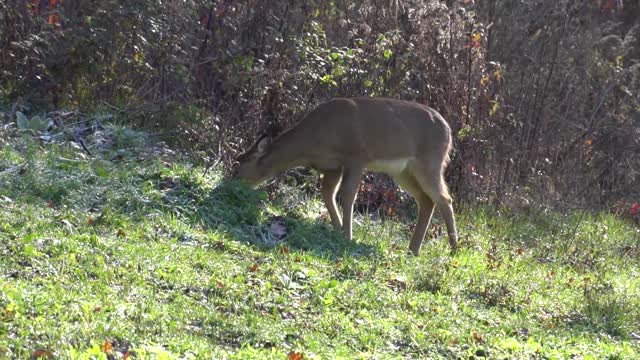 Archery Hunting the Rut 2017 Part 2