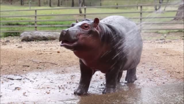 Cute baby animals - Baby Hippos Swimming funny Compilation