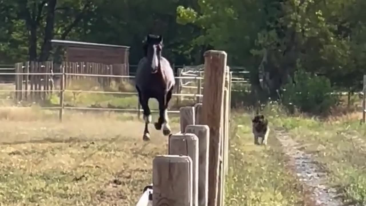 German Shepherd racing with horse who will win