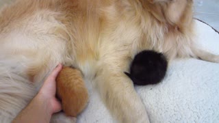 Tired kittens crawl under dog's legs to sleep