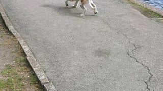 Excited Cocker Spaniel has Fainting Goat Syndrome