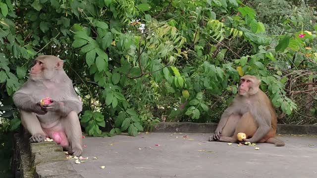 Monkey🐒 eat Fruit 🍎🍊