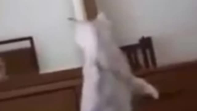 Funniest Dogs and Cats cat kitten Awesome Funny Animal Videos #shorts