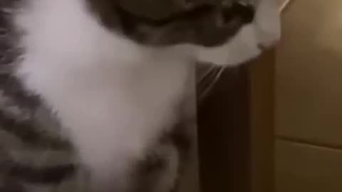 Must funy animal video