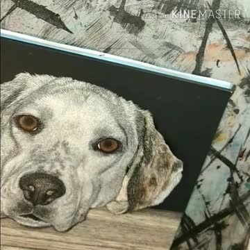 Hanna - Harrier (Hound) Portrait, WIP 2