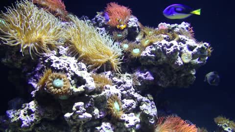 Nature Relaxation™ Rare & Colorful Sea Life Video