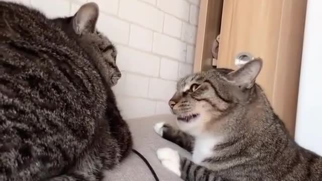 Funny and Cute Cats Videos #151 │ Gadis Sekarwangi