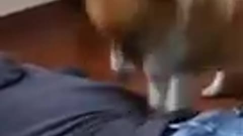 Try not to laugh!!? ( Do make massage) # shorts # dog, shorts fed
