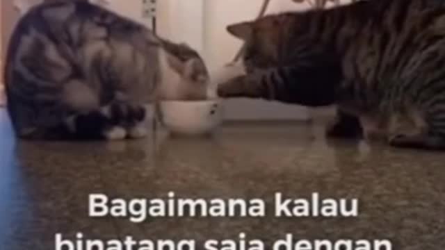 cats share food