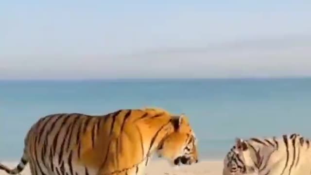 Two tall tigers of the tyrants of the tyrants are playing at the beach