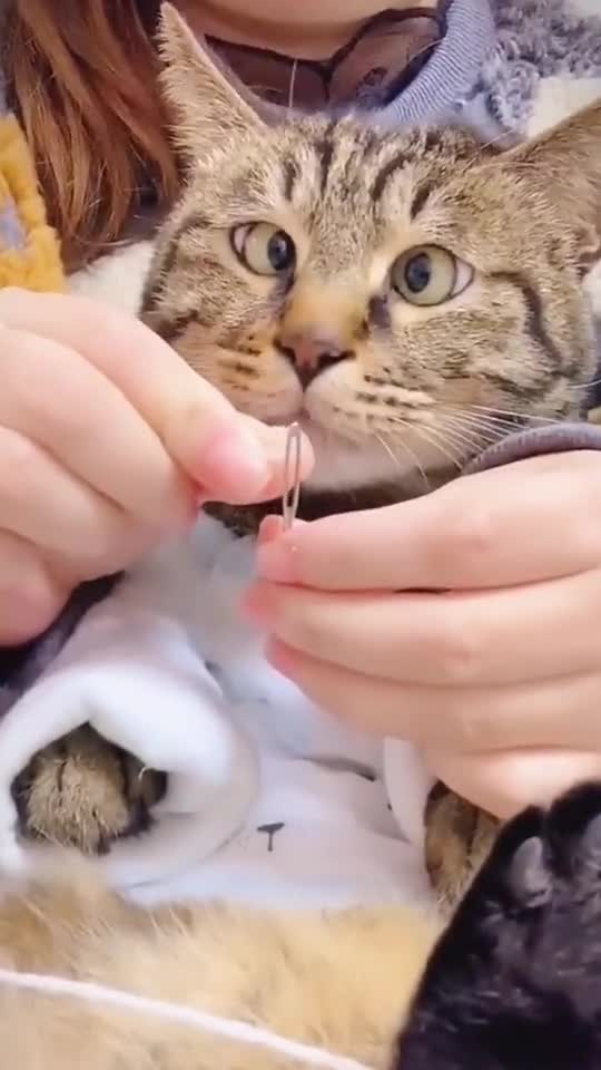 Funny Cat Videos 2021