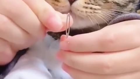 Funny Cat Videos 2021