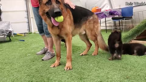 German Shepherd PUPPIES 8 weeks and DAD Play 2020