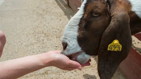 Goat eating food from hand of human slow motion