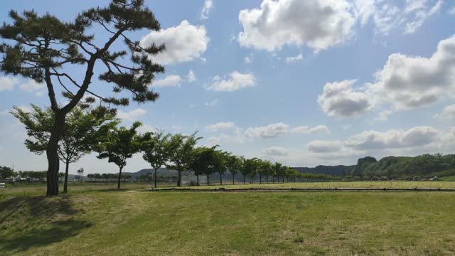 Windy sunny weather sky and trees