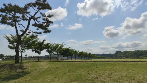 Windy sunny weather sky and trees