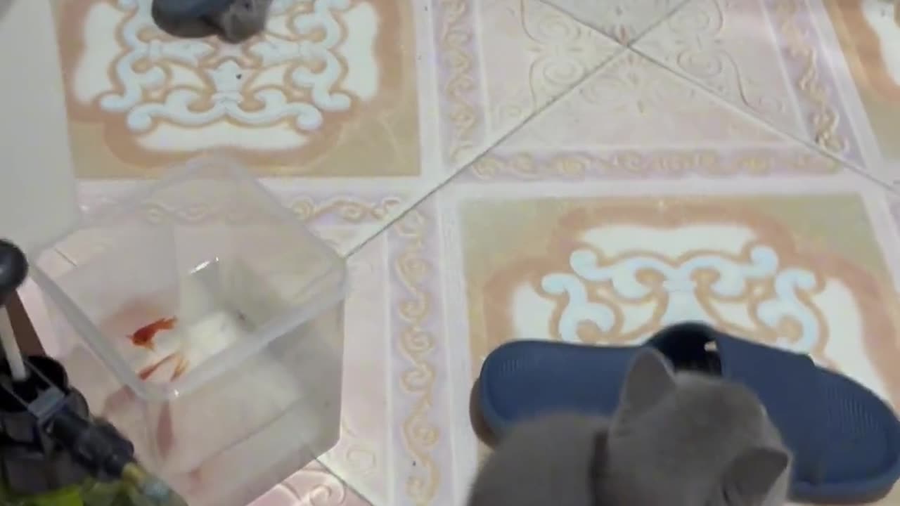 Cat going inside a slipper