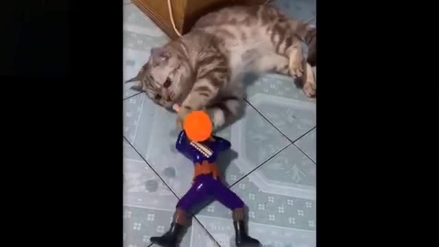 funny animals