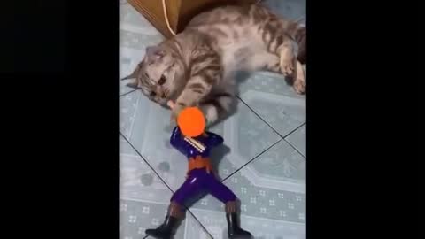 funny animals