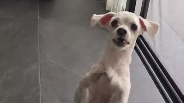 Perro suplicante "baila" por un premio