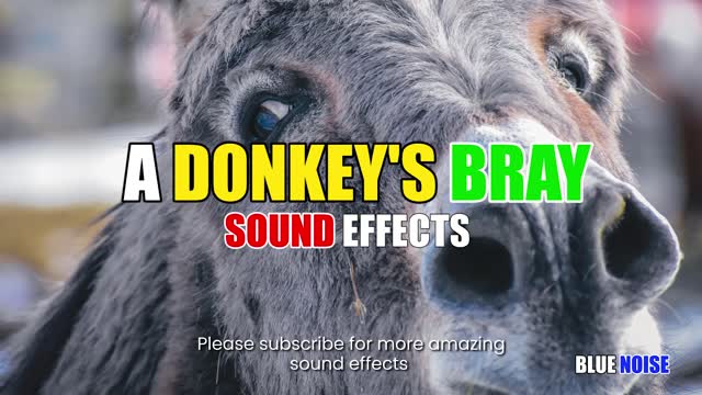 Donkey's bray sound effects