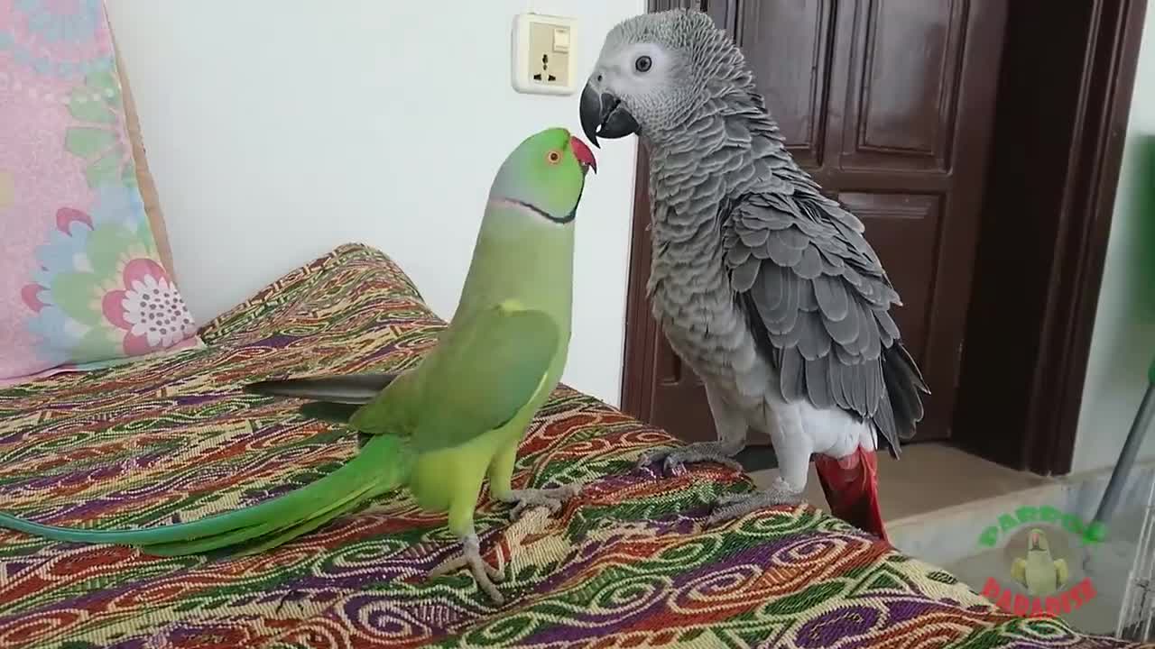 Ringneck Greet African Grey Parrot