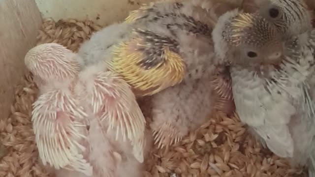 cutest babies budgies 😍 🥰 😘