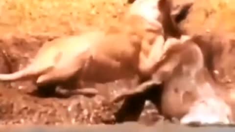 2022/07/21 18/25/51If the male lion is tired, can't satisfy the lioness