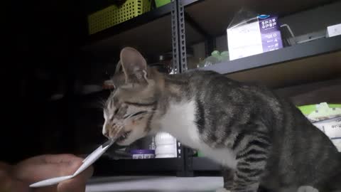cute cat eating snack 001