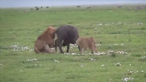 KILLER LION Compilation - 2020