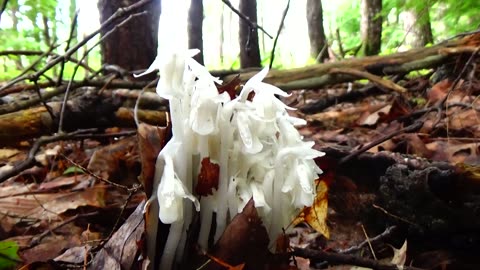 Ghost Plant