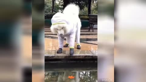 Funny Animals.My dog is very funny animals videos