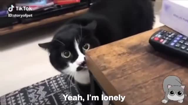 Funny Talking Cats (hilarious)