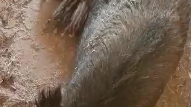 Cute baby piglets drink from mom. Cute animal babies videos. Wild Boar . Baby animals