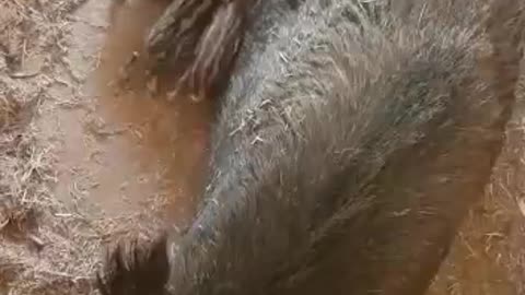 Cute baby piglets drink from mom. Cute animal babies videos. Wild Boar . Baby animals