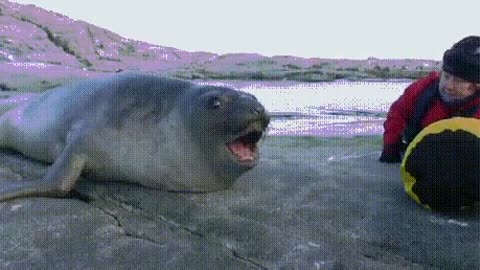 Funny sea seal complain!