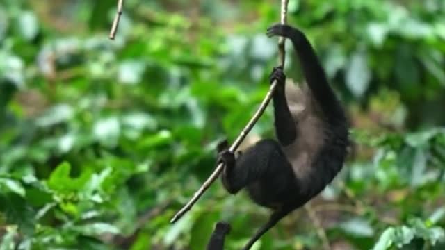 Funny Monkey climbing