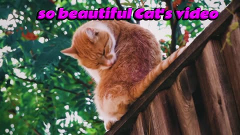 So Beautiful Cat's video