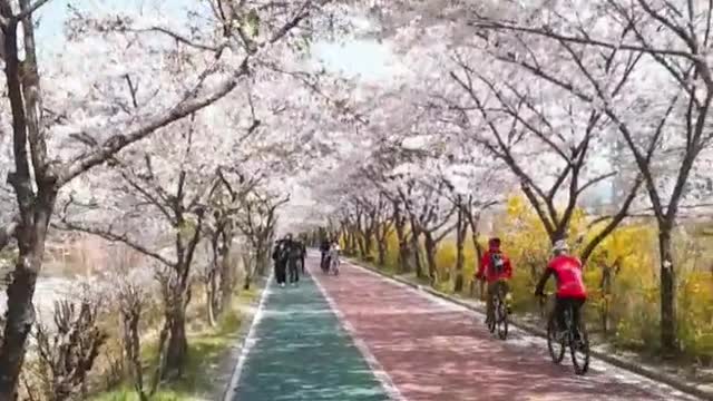 Beautiful Cherry Blossom Road in April!!!!!