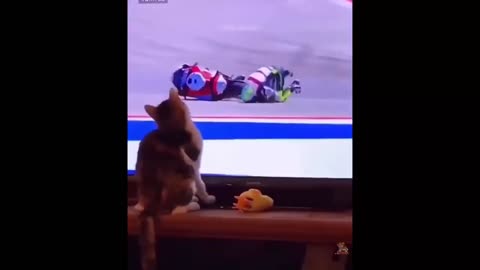 Cat and motorcycle