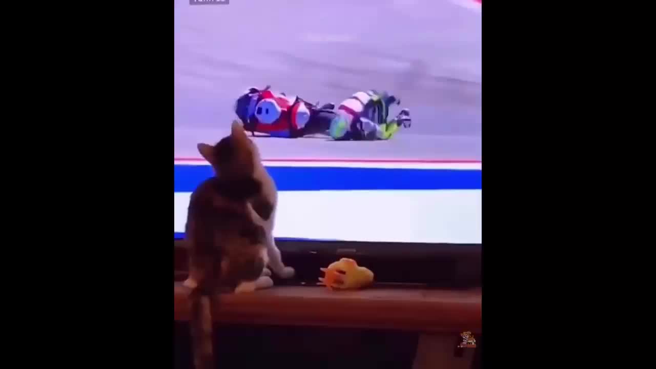 Cat and motorcycle