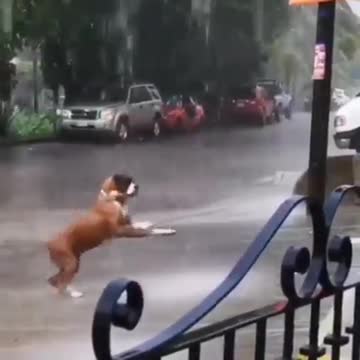 The dog plays in the rain