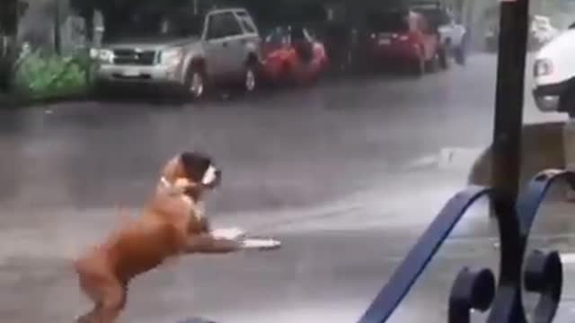 The dog plays in the rain