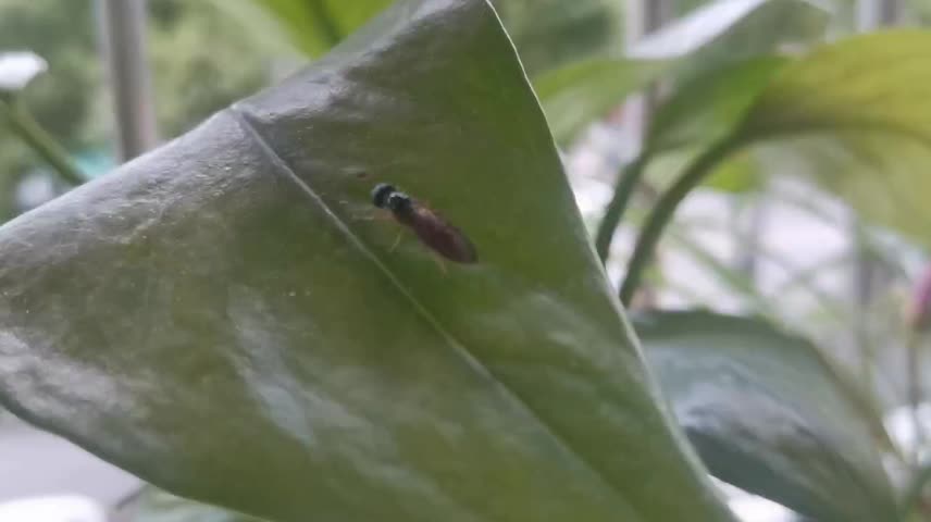 Big black ant on leaf