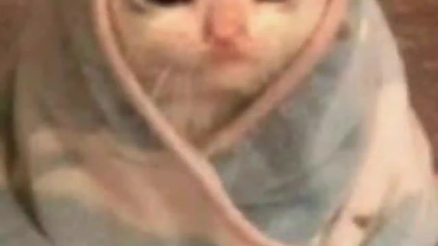 cat cute video