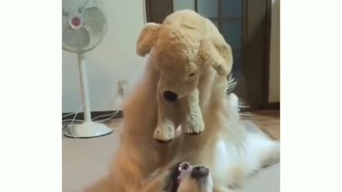 Boggo playing with his puppy