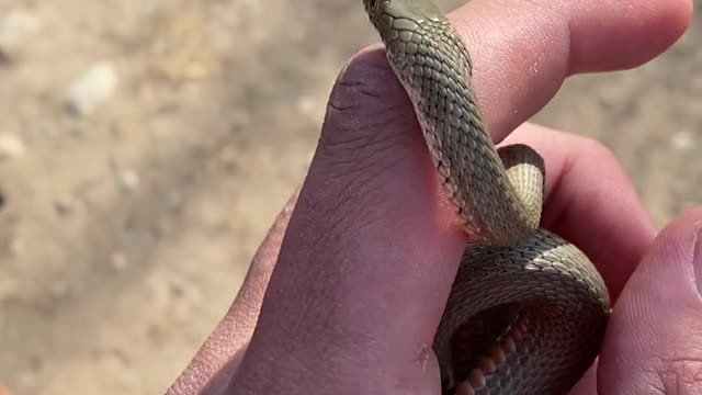 Man holding a snake