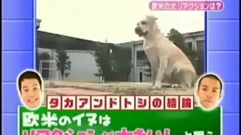 Japanese Dogs