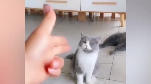 FUNNY Video Cat Acting 😾