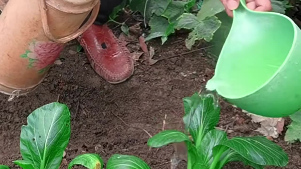 Funny video